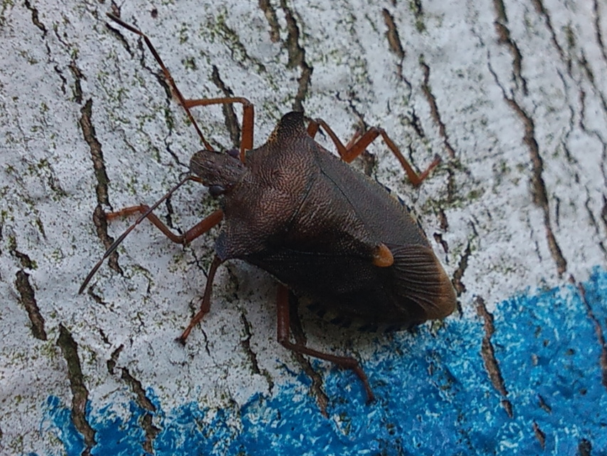 Pentatoma rufipes - vöröslábú címerespoloska Pentatoma rufipes - vöröslábú címerespoloska