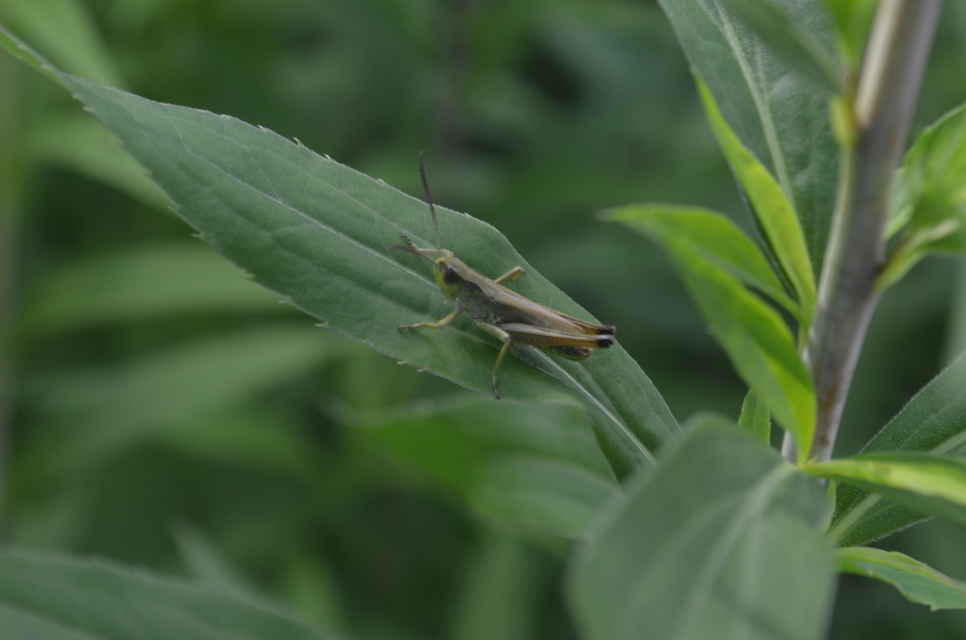 Pseudochorthippus parallelus - közönséges rétisáska Pseudochorthippus parallelus - közönséges rétisáska