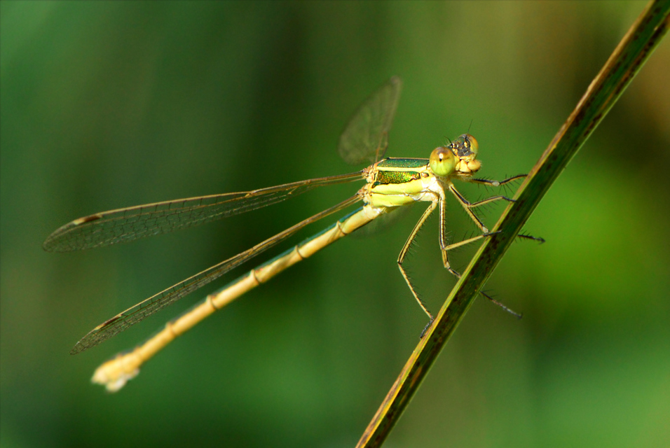 Lestes barbarus - foltosszárnyjegyű rablószitakötő