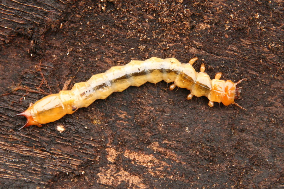 Pyrochroa coccinea - nagy bíborbogár