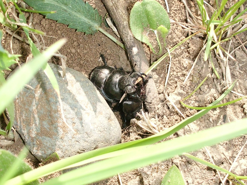 Lethrus apterus - nagyfejű csajkó