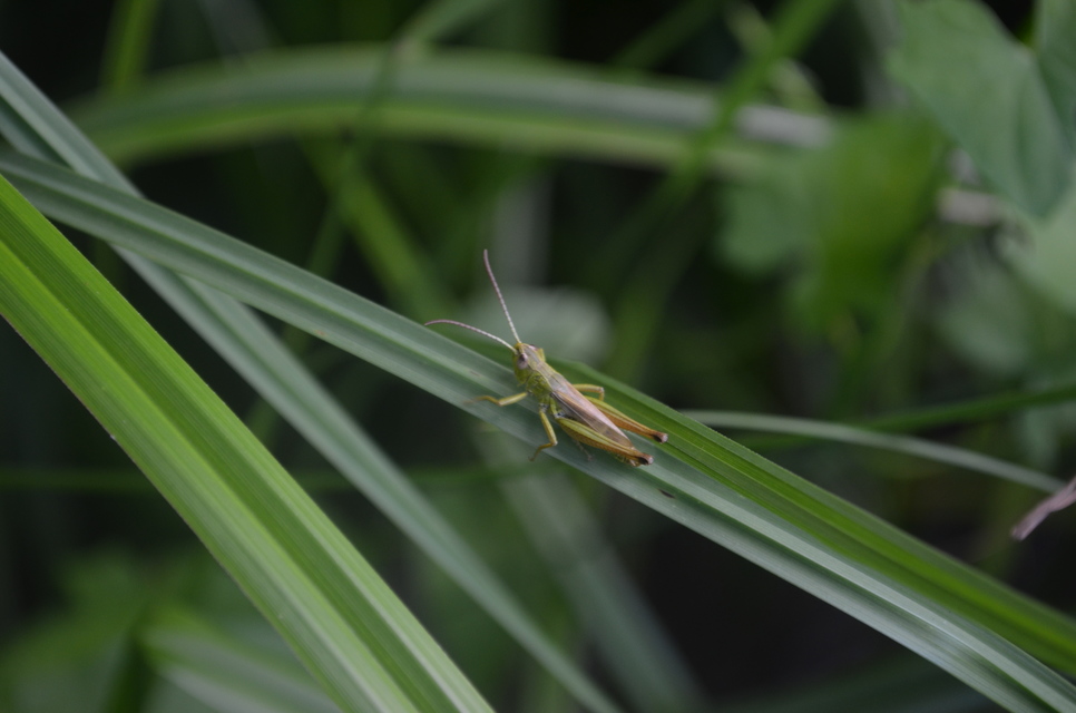 Pseudochorthippus parallelus - közönséges rétisáska Pseudochorthippus parallelus - közönséges rétisáska