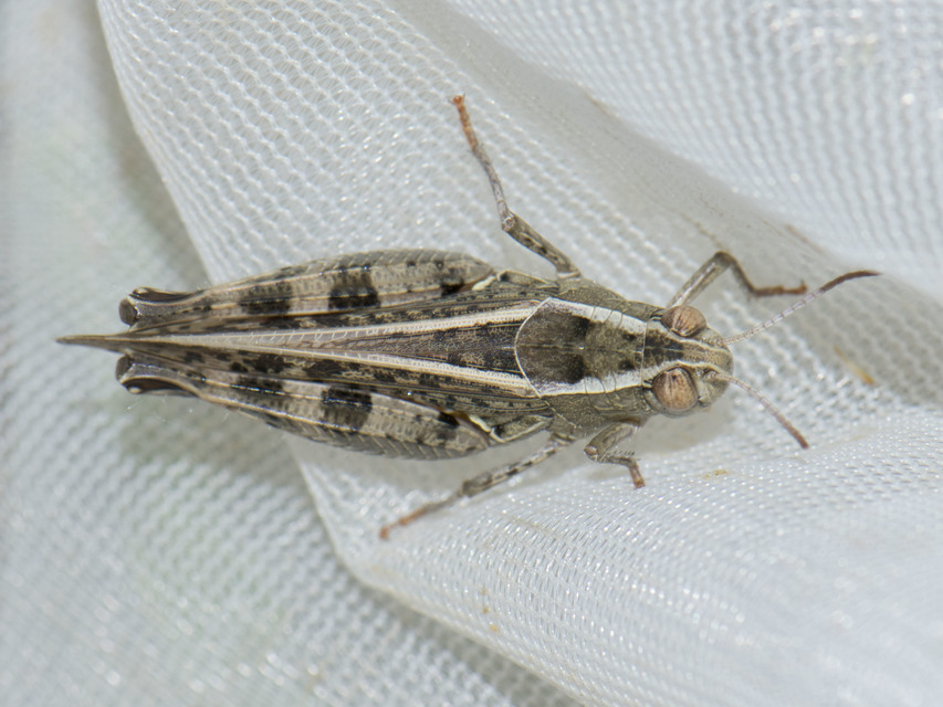 Calliptamus italicus - olaszsáska