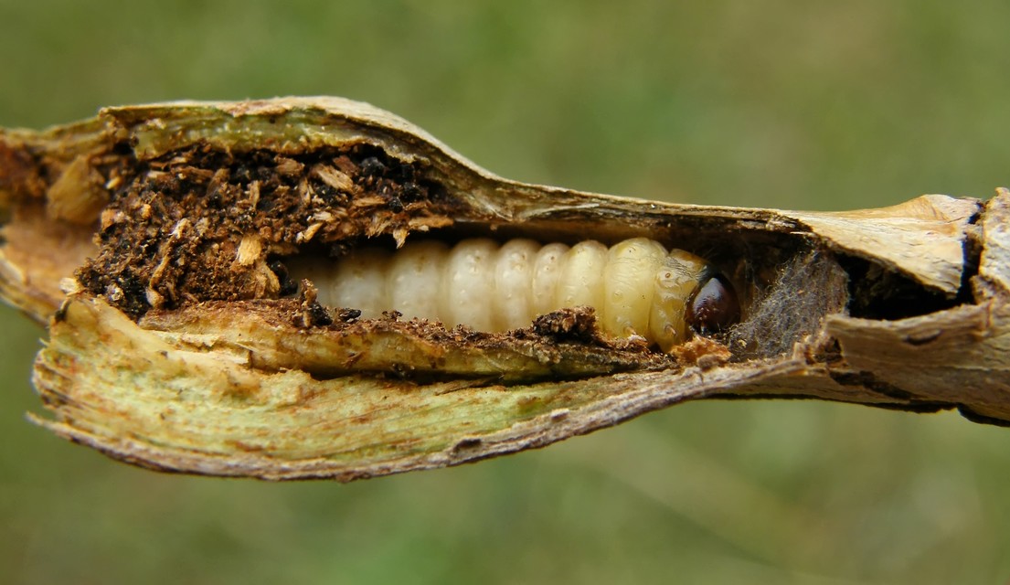 Paranthrene tabaniformis - bögölyszitkár