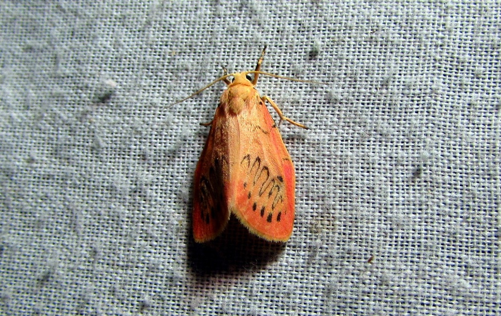 Miltochrista miniata - piros medvelepke