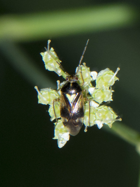 Orthops