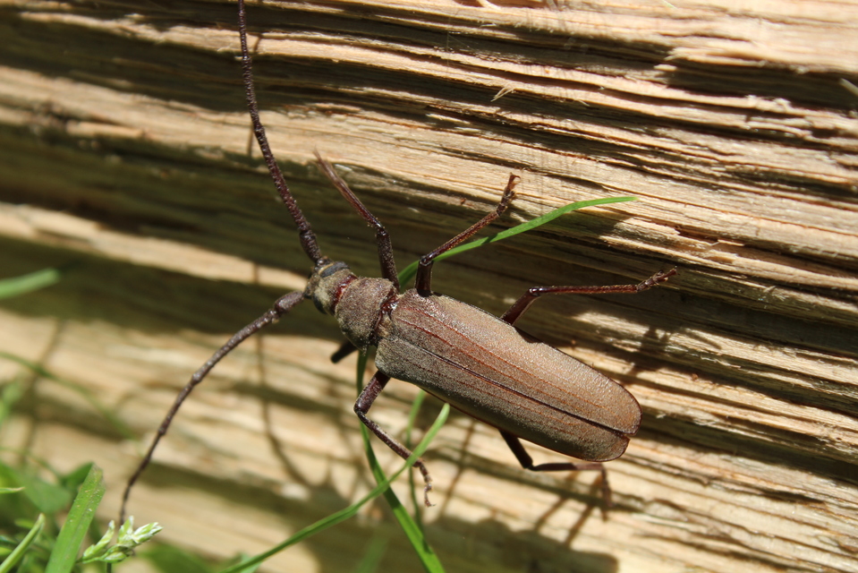 Aegosoma scabricorne - diófacincér
