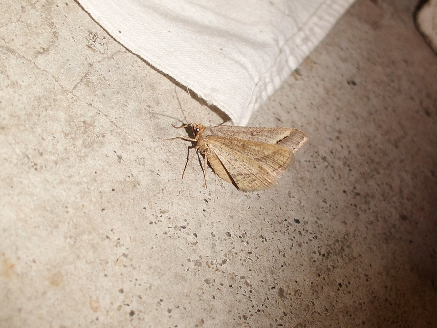Tephrina arenacearia - lucerna-araszoló