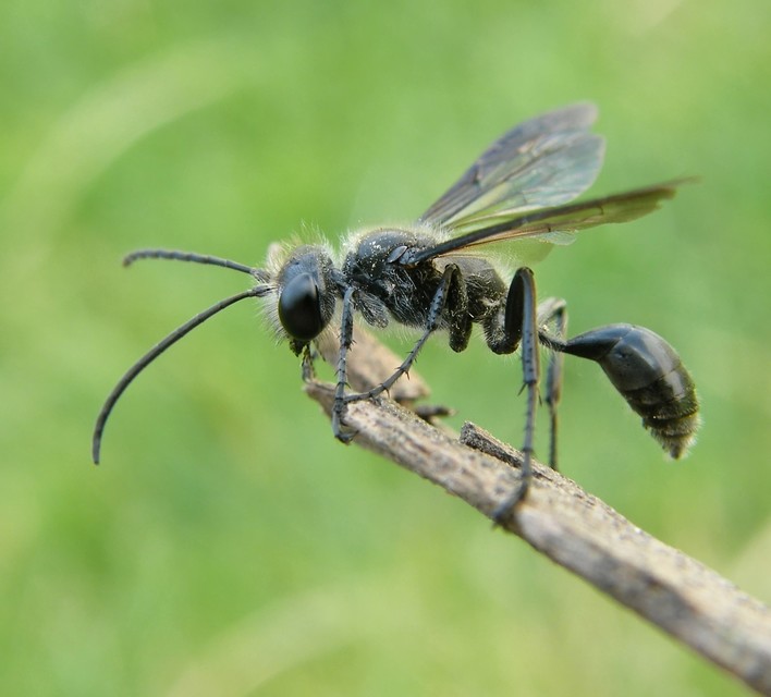 Isodontia mexicana - mexikói fűdarázs