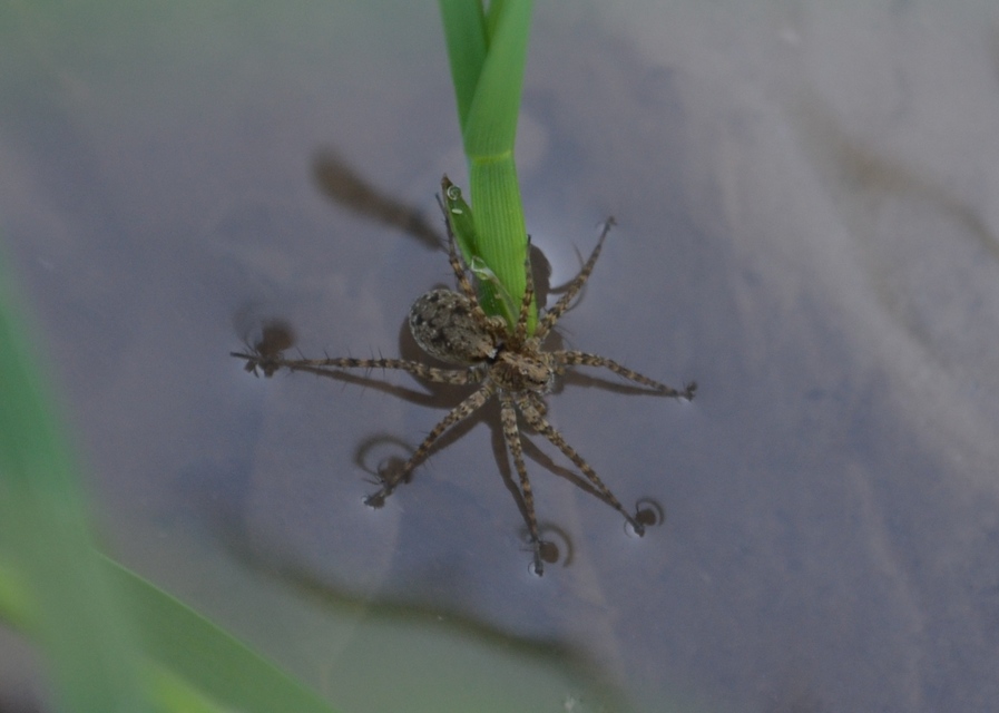 Pardosa