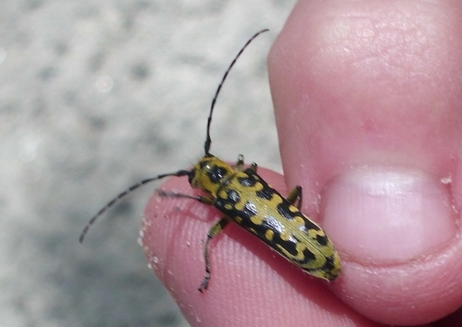 Saperda scalaris - létracincér