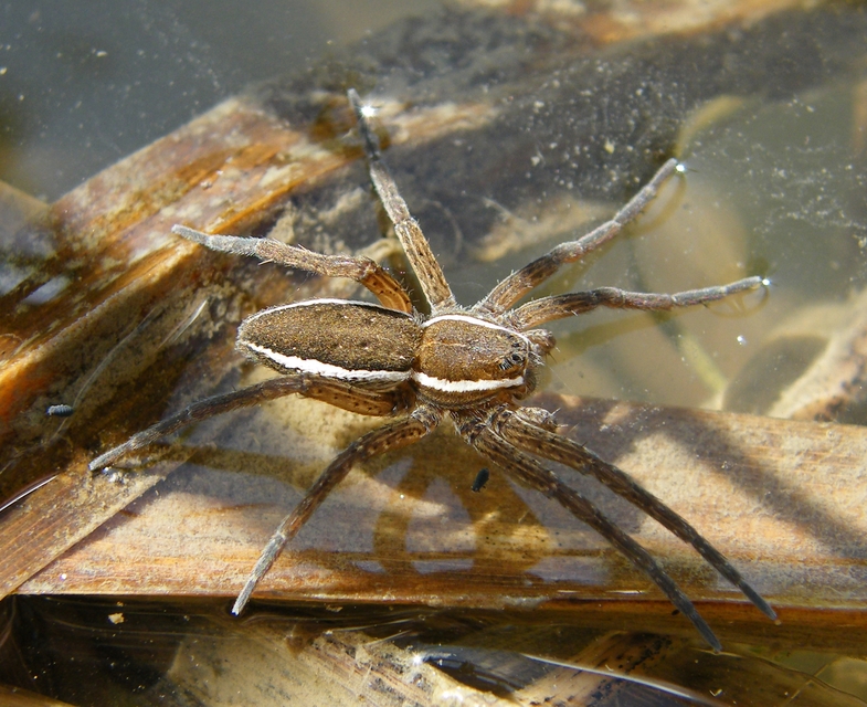 Dolomedes fimbriatus - szegélyes vidrapók
