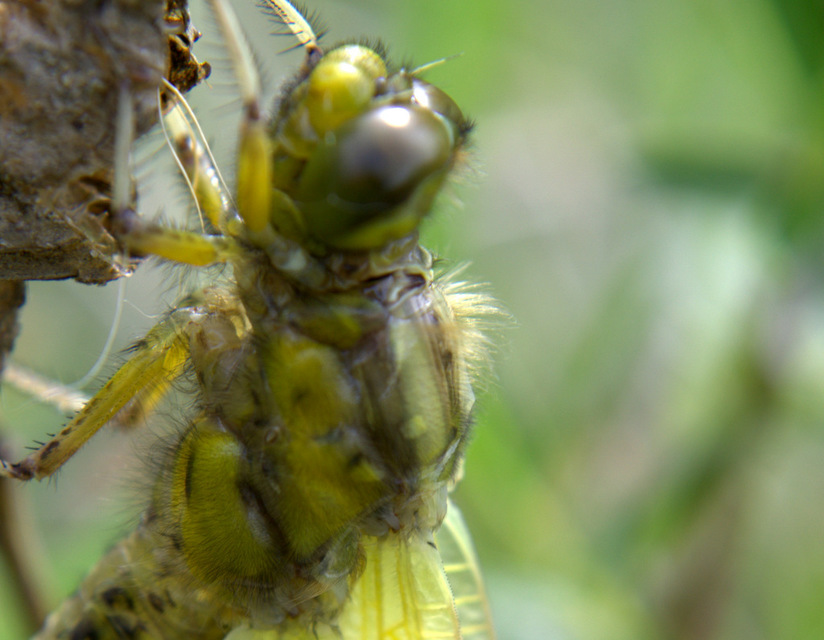 Orthetrum cancellatum - feketefarkú pásztorszitakötő
