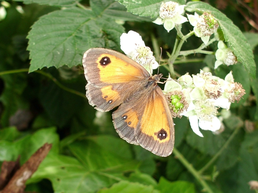 Pyronia tithonus - kis ökörszemlepke