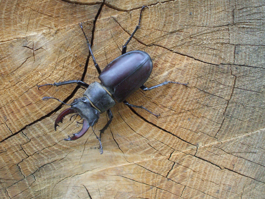 Lucanus cervus - nagy szarvasbogár