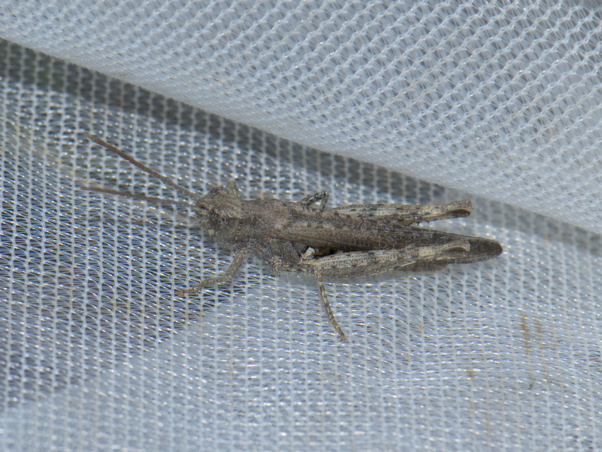 Chorthippus (Glyptobothrus) (subgenus)