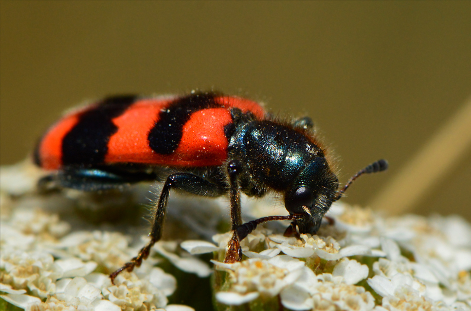 Trichodes apiarius - szalagos méhészbogár