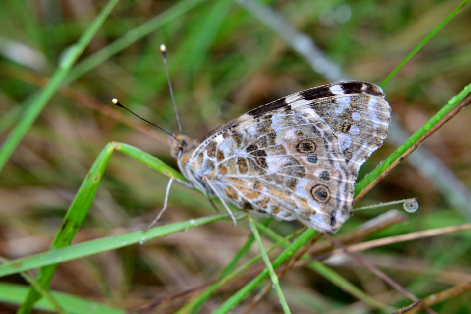Vanessa cardui - bogáncslepke