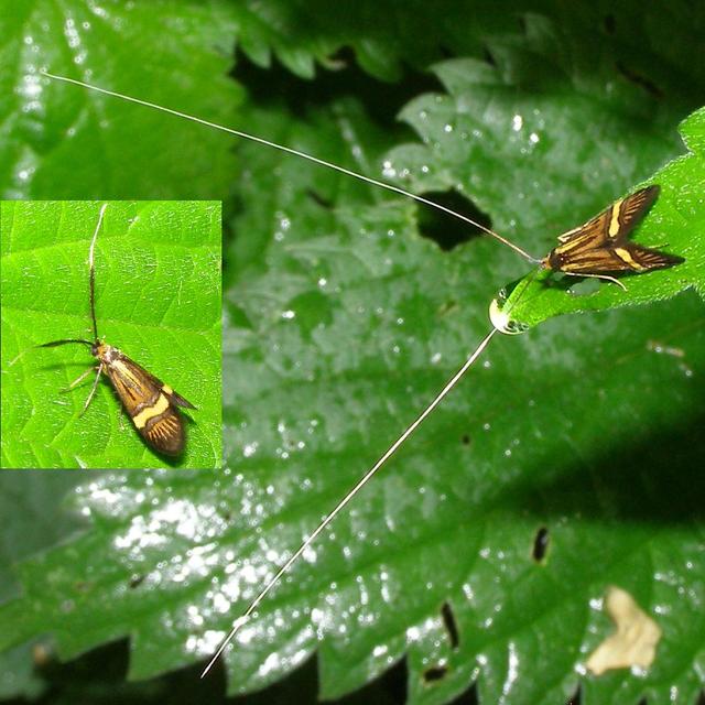 Nemophora degeerella - pompás tőrösmoly