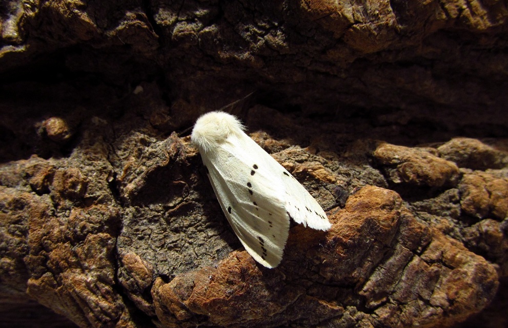 Spilarctia lutea - sárgás medvelepke