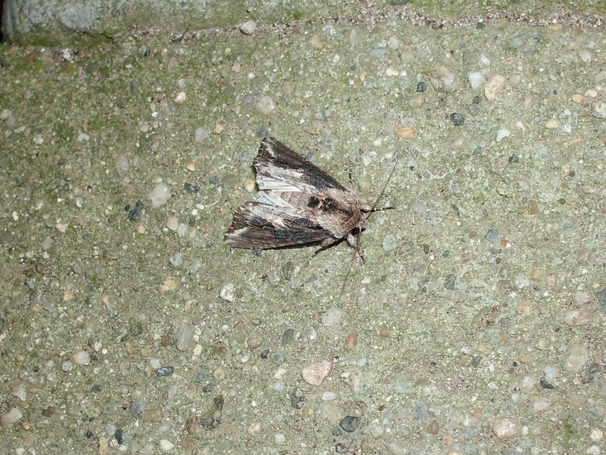 Egira conspicillaris - változékony szürkebagoly