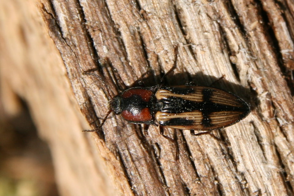 Selatosomus cruciatus - keresztes pattanó