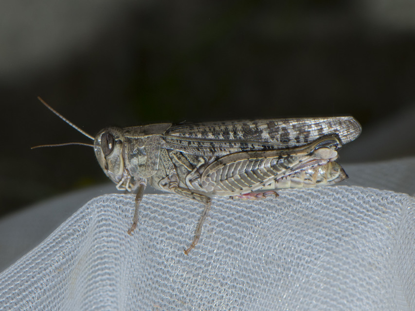 Calliptamus italicus - olaszsáska