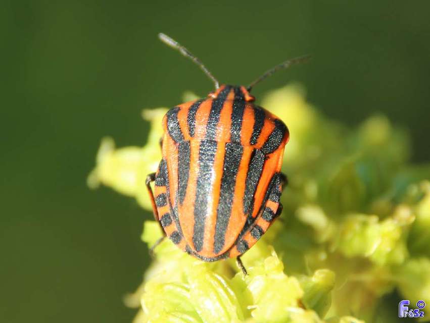 Graphosoma italicum - csíkos pajzsospoloska