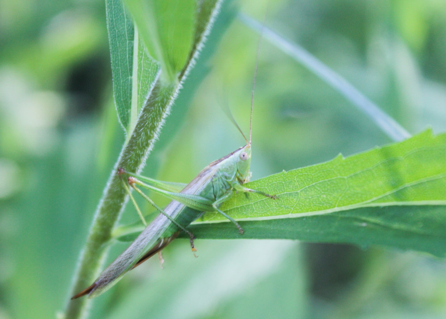 Ruspolia nitidula - nagy kúpfejűszöcske