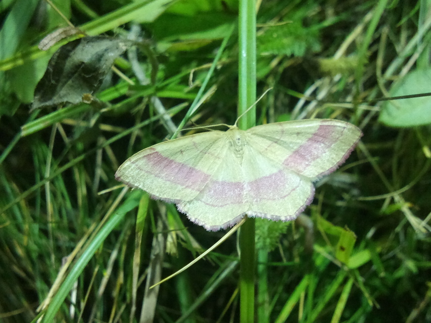 Rhodostrophia vibicaria - pirosszélű araszoló