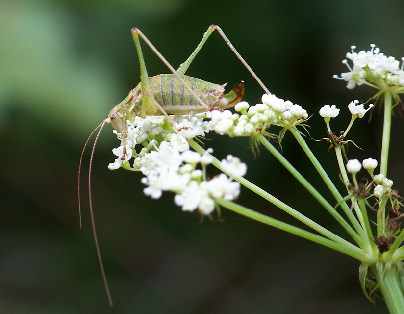 Leptophyes albovittata - közönséges virágszöcske