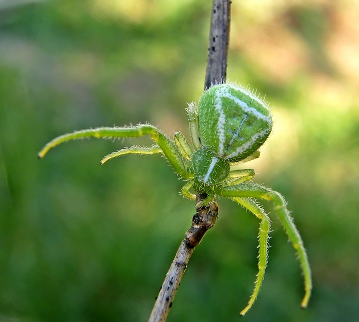 Heriaeus
