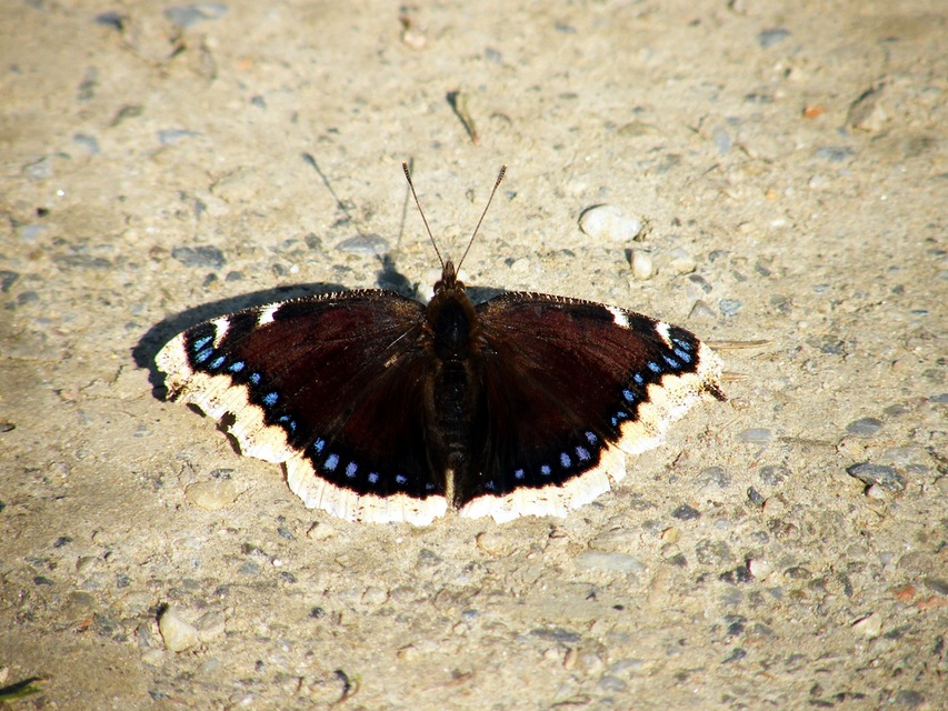 Nymphalis antiopa - gyászlepke