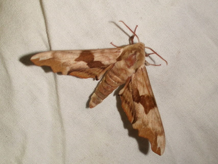 Mimas tiliae - hársfaszender