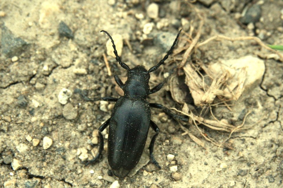 Dorcadion aethiops - fekete gyalogcincér