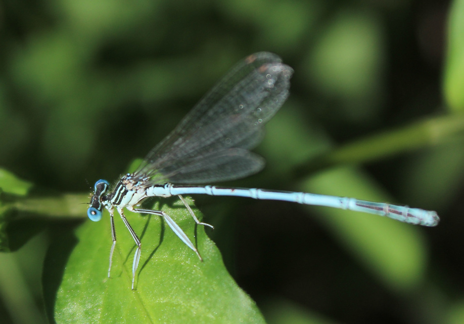 Platycnemis pennipes - széleslábú szitakötő