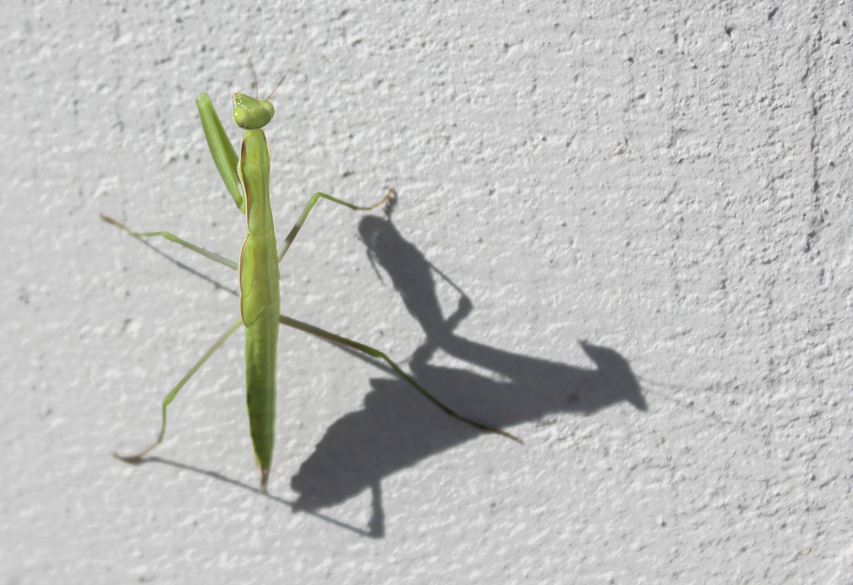 Mantis religiosa - imádkozósáska