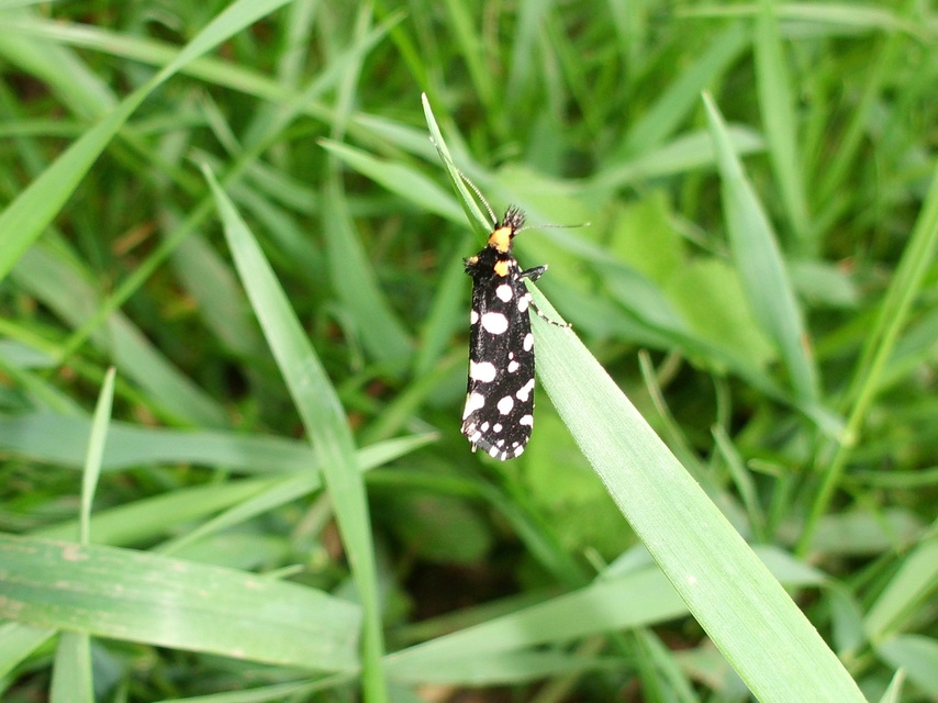 Euplocamus anthracinalis - fésűscsápú korhadékmoly