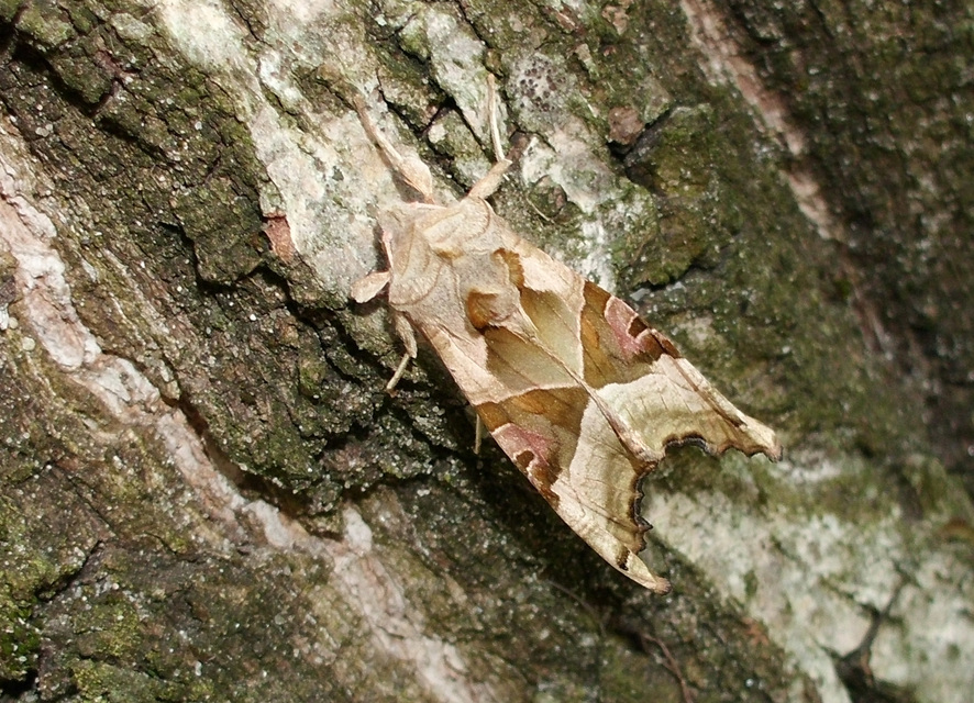 Phlogophora meticulosa - vándorló csipkésbagoly