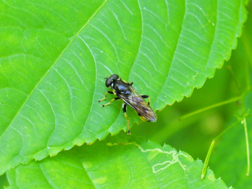 Xylota sylvarum - aranyszőrű fazengőlégy