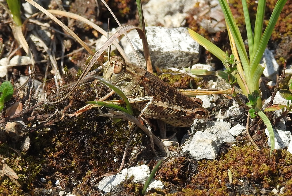 Calliptamus italicus - olaszsáska