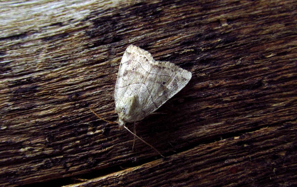 Cosmia trapezina - közönséges lombbagoly