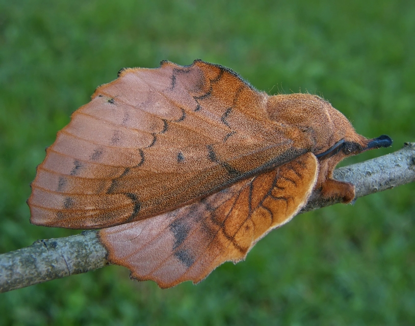Gastropacha quercifolia - tölgylevélpohók
