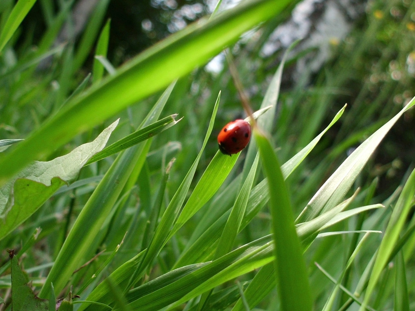 Coccinella septempunctata - hétpettyes katica