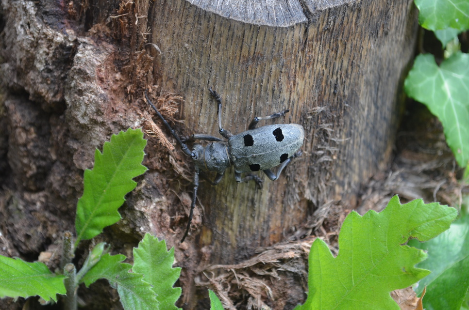 Morimus asper funereus - gyászcincér