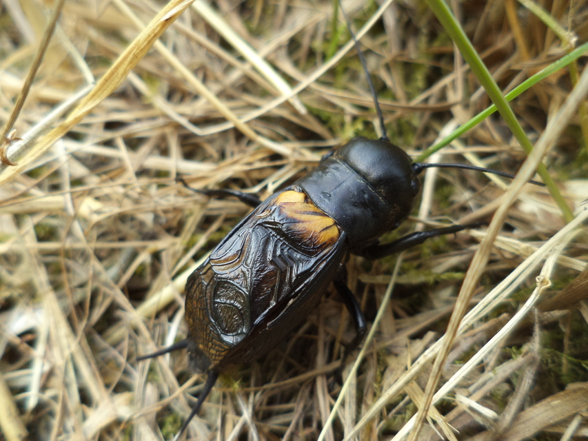 Gryllus campestris - mezei tücsök