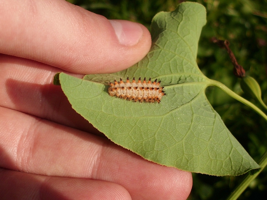 Zerynthia polyxena - farkasalmalepke