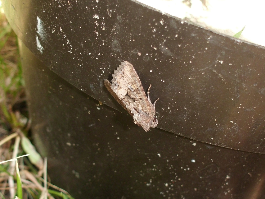 Mesapamea secalella/secalis