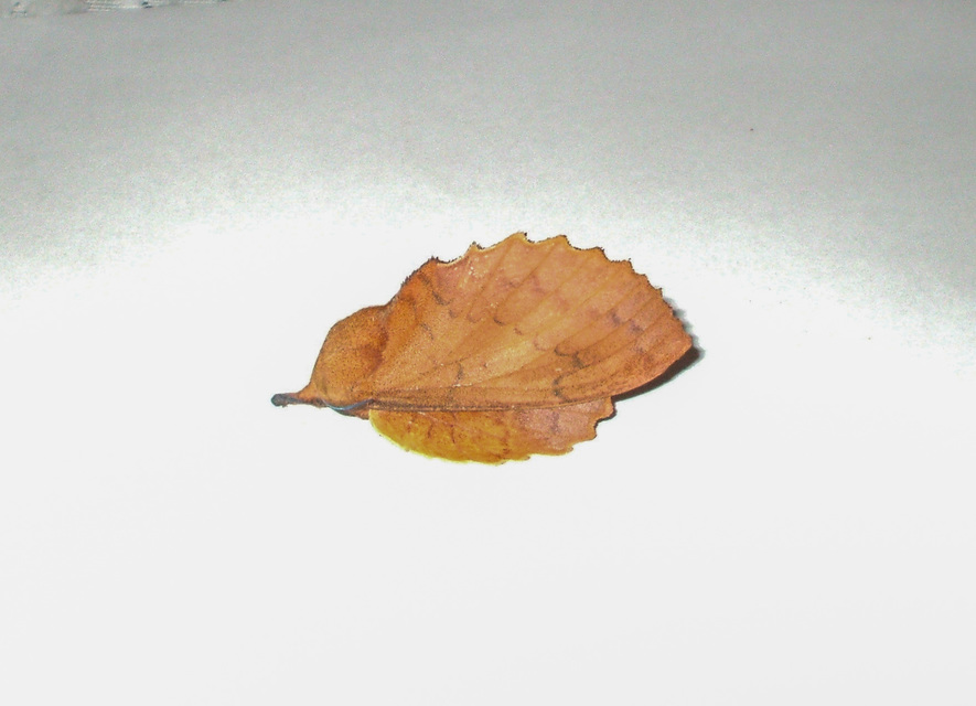 Gastropacha quercifolia - tölgylevélpohók