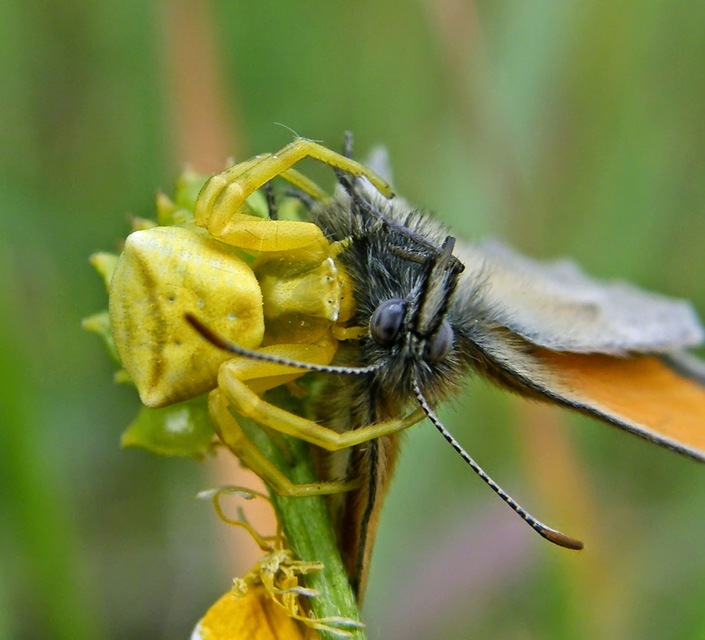 Thomisus onustus - fehér karolópók